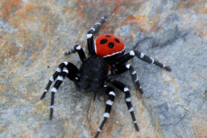 Spider ladybug: videz, življenjski slog in reprodukcija